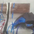 مستلزمات خيل