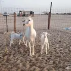 عنز بيشه صنف الصنف
