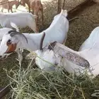 للبيع عدد ثنتين ماعز تحتها اثنين جفره وتيس عيلها ذبائح