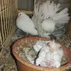 حمام رقاص هولندي أبيض للبيع
