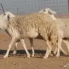 رخال حريات دفيع عددها 4 روس