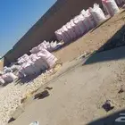 خبز عجينه مجففه حق ابل وغنام يوجد كميه ويوجد توصيل لاي مكان