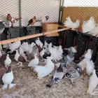 للبيع حمام نظيف اذكرو الله