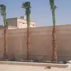 زراعه نخيل واشنطنيا زينه جميع انواع المقاسات