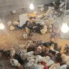 صيصان دجاج مشكل احجام طيبه