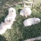 بيع كلاب دلع