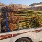 نخيل البيع طالع الخرمه الدغميه الغريف تربه قيا الطايف عشيرة