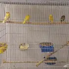 ثلاث اجواز كناري جاهزه للانتاج للبيع