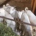 للبيع عدد 7  ماعزجنوبيه بيض مقرعات كلها اخوات بعض
