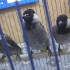 للبيع بلابيل اليفة الموقع سيهات