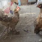 اطقم دجاج برهما