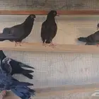 حمام طبات قطايف