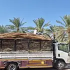 جريد سعف عسيب
