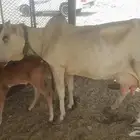 بقره منيح