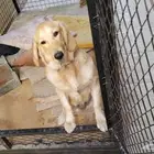 كلبه للتبني