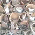حمام فرنسي جامبو