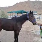 حصان إنجليزي