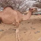 قعود
