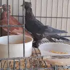 صنعاوي