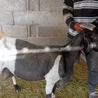 معزا