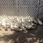 بط للبيع