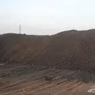 مشقور