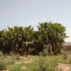 نخل امريكي