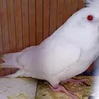 ببغا
