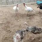 دجاج رومي (المظيلف -المخواة-بلجرشي)