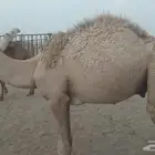قعدان حشو للبيع