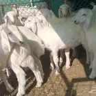 ذبايح حري خرفان الجله