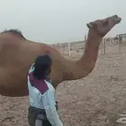 ناقة ساحلية جنب حمراء