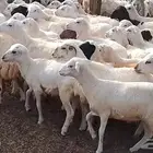 رخال رفيدي