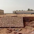 نخيل لبيع
