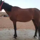 فرس بونيه لقاح للبيع او البدل بغنم