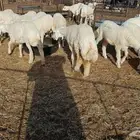 رخال حري