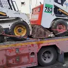 بوبكاتات