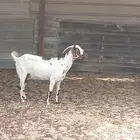 معزا جنوبية السن سديس التيس مضرب عليها لاكن دافع الله اعلم