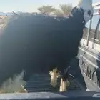 طلي نجدي كفو