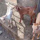 دواغير جفار معزا