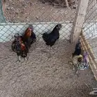 للبيع ديوك أندونيسيه