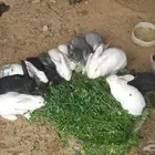 ارانب للبيع