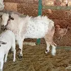 تيس وعنز من انواع القزميات