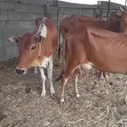 بقر للبيع