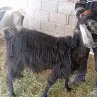 معزا