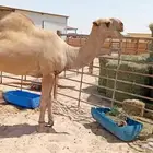 بعير باتلي طيب