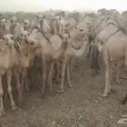 ابل اوارك للبيع