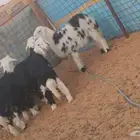 نجد خرفان