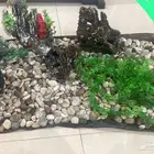اغراض حوض سمك كامله