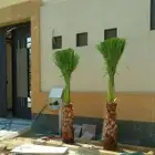 نخل